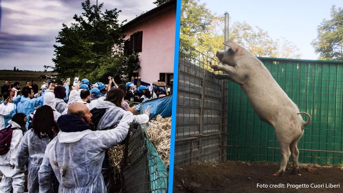 AE_Italia's tweet photo. 🛑 I maiali di Cuori Liberi sono stati uccisi!

In questo momento difficile tutti noi di Animal Equality vogliamo prima di tutto mostrare solidarietà a Progetto Cuori Liberi e a tutte e tutti gli attivisti che hanno lottato fino alla fine per cercare di salvare la vita dei maiali ospiti del rifugio.

La brutale azione di forza a cui abbiamo assistito stamattina è l’ennesima azione crudele da parte di un Governo che si sta sempre più dimostrando schierato dalla parte dell’industria della carne.

Scopri di più leggendo il nostro articolo ⬇️

https://t.co/fJrSzRPI6W
