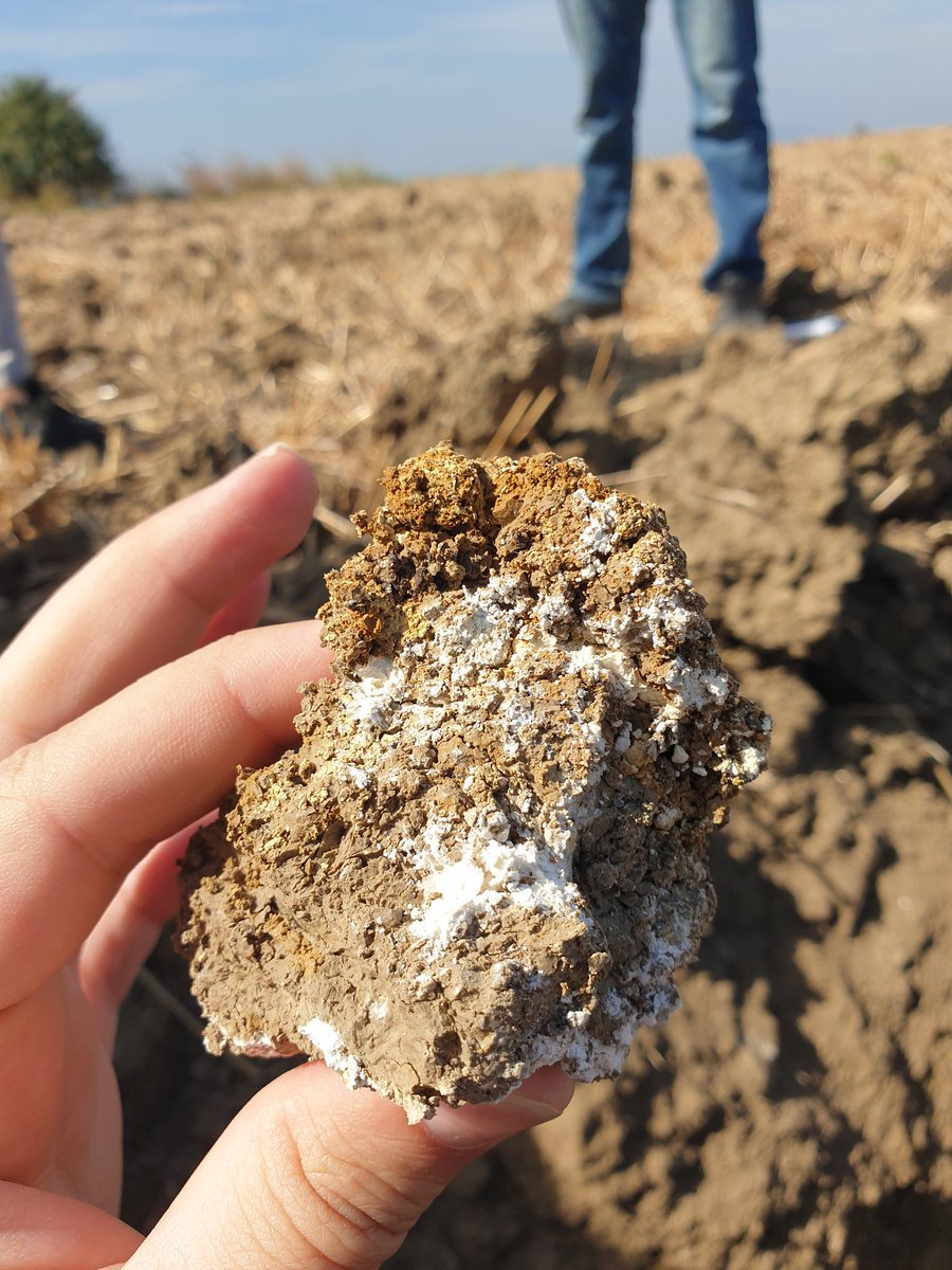 Pedometrdsm's tweet photo. Love to soils
Typical soil development on calcareous parent material in nortwest of Türkiye . Annual rainfall is around 800 mm. Carbonate is struggling for accumulation.
#soil
#soilmapping
#soilclassification https://t.co/6uJMnNFbID