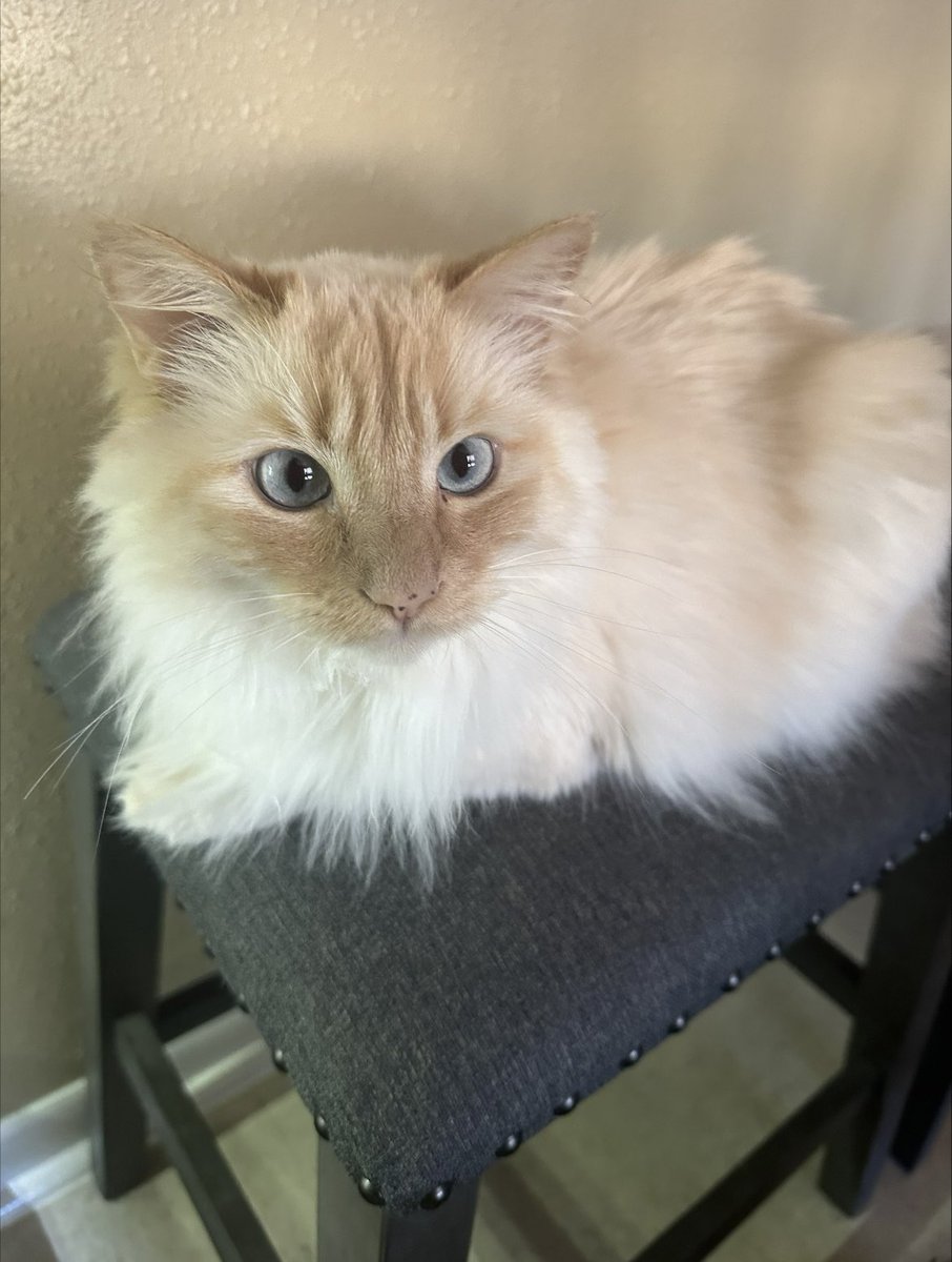 It’s WAGGING WEDNESDAY! 🐈 🐶 
Today’s feature are the fur babies of Jennifer Cantu, a graduate student of the department. 😊

Snowball is almost 4 years old. She is the queen/diva in their home and is often found napping in her cat tree when she is not begging for treats.