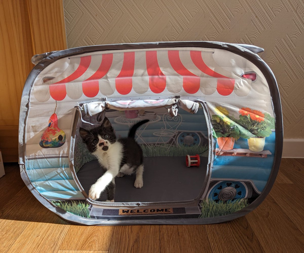 Yorkscatrescue tweet picture