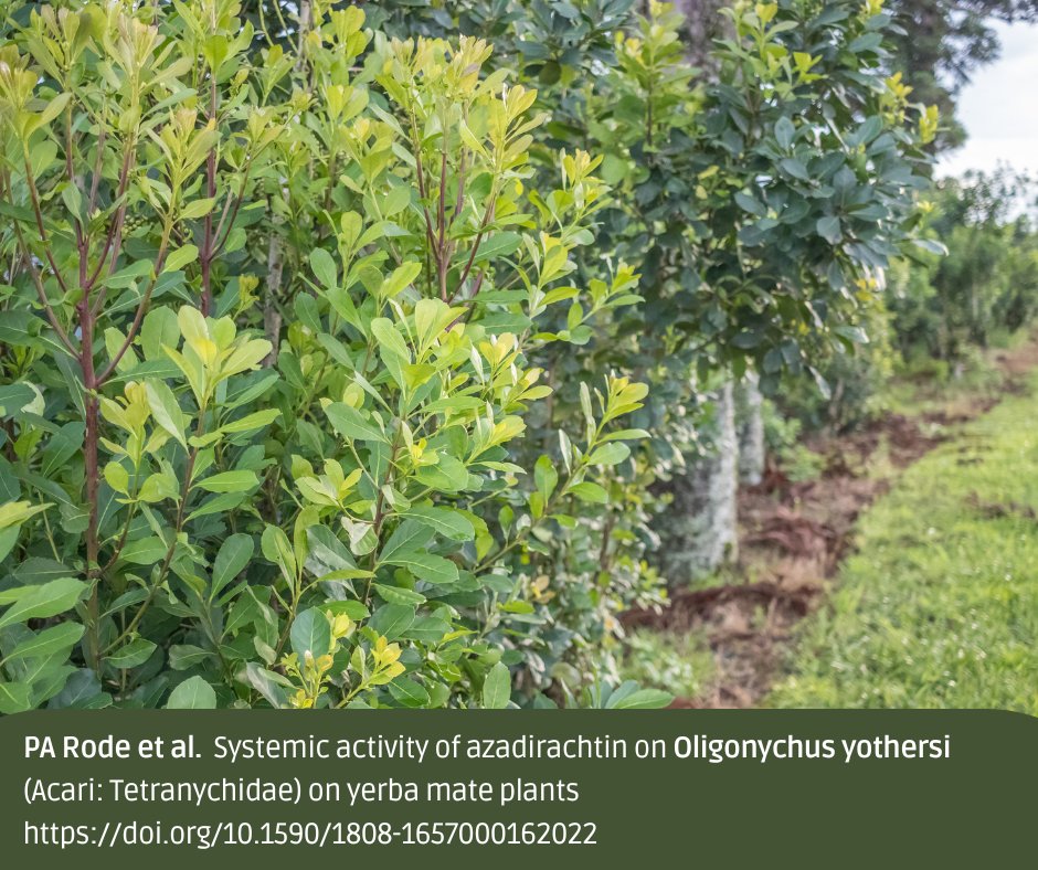 Study confirms the potential of azadirachtin in controlling the red mite Oligonychus yothersi on #yerbamate! 🌿🔍 Researchers evaluated the systemic action of an azadirachtin-based product and its effects on the mite's life cycle. 
🆓doi.org/10.1590/1808-1…

#naturalacaricide