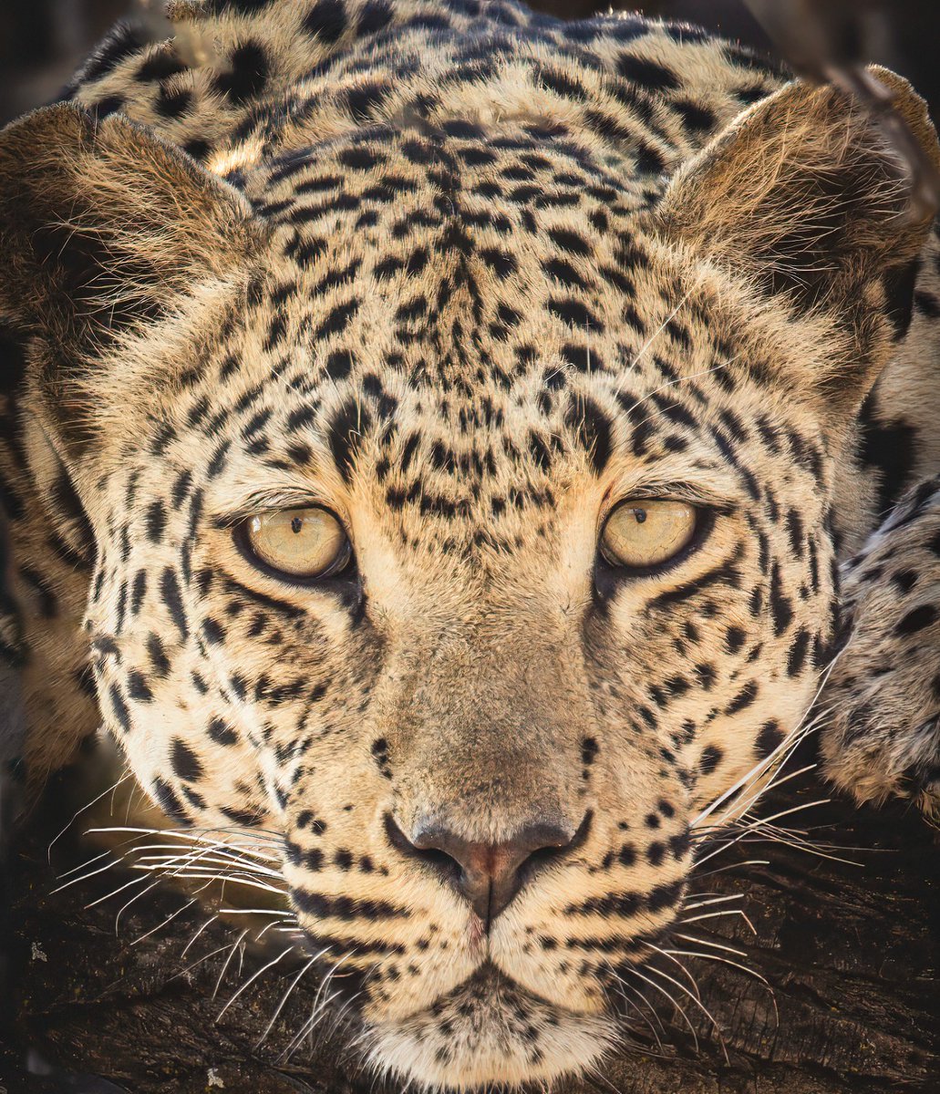 ExclusiveJourn2's tweet photo. Exclusive Journeys will be running scheduled Ultimate Namibia safaris in 2024 hosted by Ralph Kirsten. Let us know when you would like to go and we will build the dates around that! https://t.co/1IIebxSmnW 

#namibia #exclusivejourneysafrica #wildearth #safari #bucketlist https://t.co/Rfes0myVK3