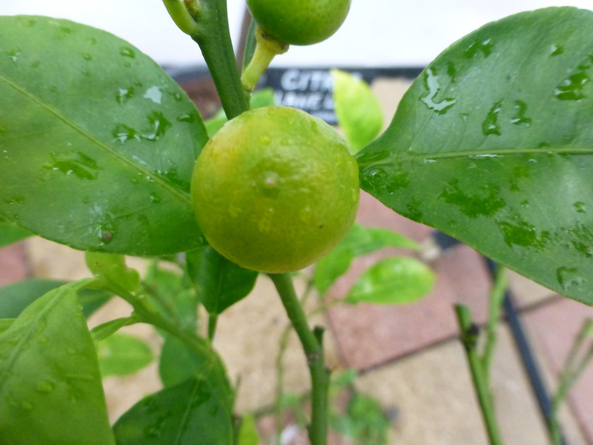 Citrus Mania 🍊🍋 🪴💛 tweet media