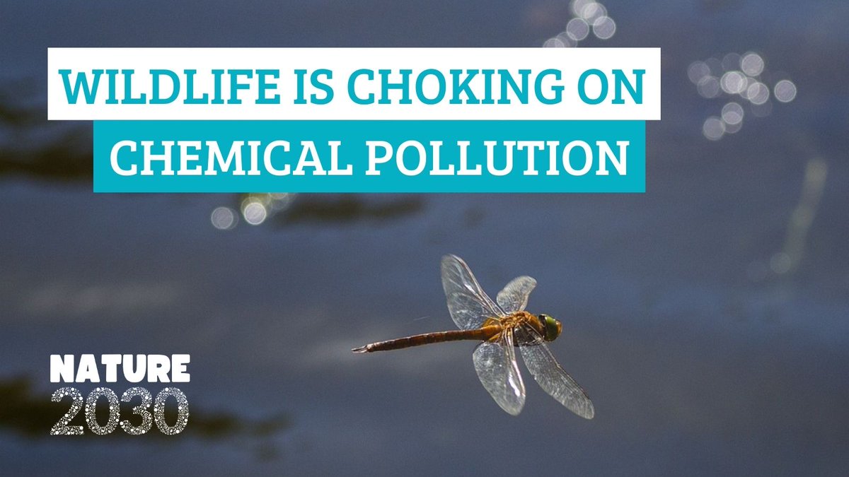 How can we address the #ChemicalCocktail in waterways?

#Nature2030 urges political leaders to:
✅Protect & restore contaminated ecosystems
✅Grant people a legal right to a healthy environment
✅Make polluters pay to tackle their damage

Read more here👇
bit.ly/Nature2030_Che…