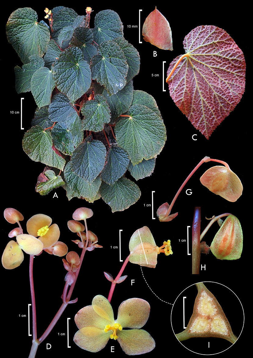 Three micro endemic species from the outer island of Southeast Sulawesi are described as new species and published in #OpenAcess #EJBotany @RBGE_Science :rbge.cc/48jAP2P. The Research was supported by @iaptglobal and the @ABegoniaSociety.
#biodiversity #sulawesi