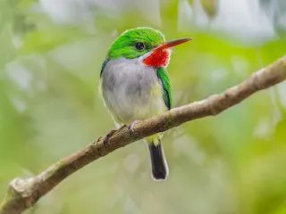 Birds of The World: The Cornell Lab (@birdsoftheworld) on Twitter photo Puerto Rican Tody is a tiny green forest bird endemic to Puerto Rico. Related to motmots and kingfishers, it shares the habit of digging nesting burrows in dirt banks. The new species account, updated in partnership with <a href="/BirdsCaribbean/">Birds Caribbean</a>, is available now: bit.ly/46djPtP Puerto Rican Tody is a tiny green forest bird endemic to Puerto Rico. Related to motmots and kingfishers, it shares the habit of digging nesting burrows in dirt banks. The new species account, updated in partnership with <a href="/BirdsCaribbean/">Birds Caribbean</a>, is available now: bit.ly/46djPtP