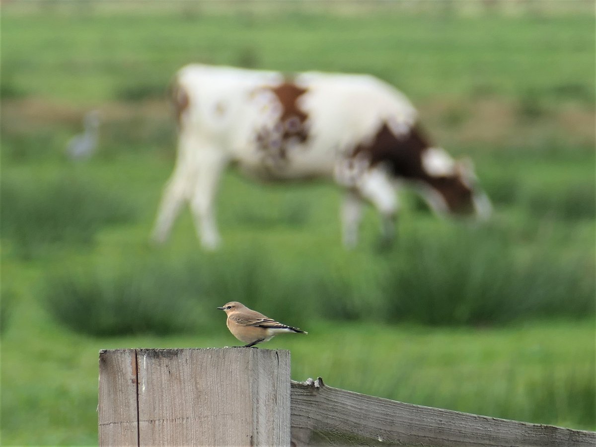 Polderleven #tapuit #onnerpolder