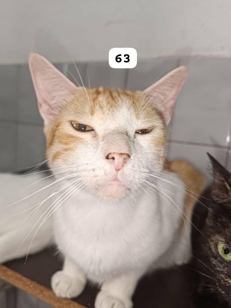 arcadejeannette's tweet photo. Algunos de los #Gatitos de @aproavzla . Están buscando #HogarResponsable y #Amoroso   Ayúdanos a compartir porque #compartirNOcuestaNADA @GAMascotas @vanecristovao @yelitzarg @AyudaPerroGatos @GaticoCallejer @Zapata_zos @jesuscasique1 https://t.co/63t5cQVbgN