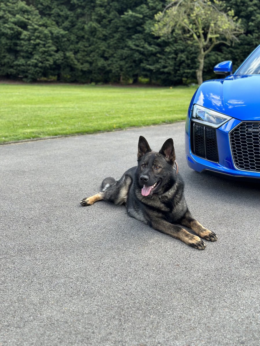 DJThompson1989's tweet photo. The latest addition to the Monarch empire settling in well #Shadow #PPDog https://t.co/FbNvitGx2Y