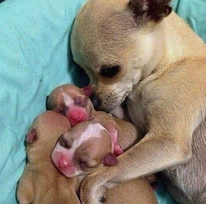 Chihuahuadailly's tweet photo. https://t.co/qMnaX0s16a