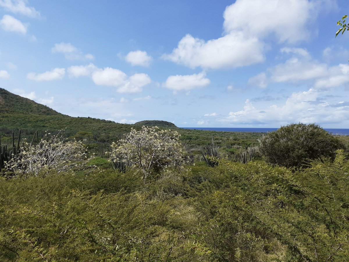 Tijdens Tula su legado in het Nationaal Archief gaat historicus Laurindo Andrea op 1 oktober met verschillende panelleden in gesprek over de erfenis die Tula heeft nagelaten. Ook spreken zij over hun positie tegenover Tula vandaag de dag. nationaalarchief.nl/beleven/agenda…