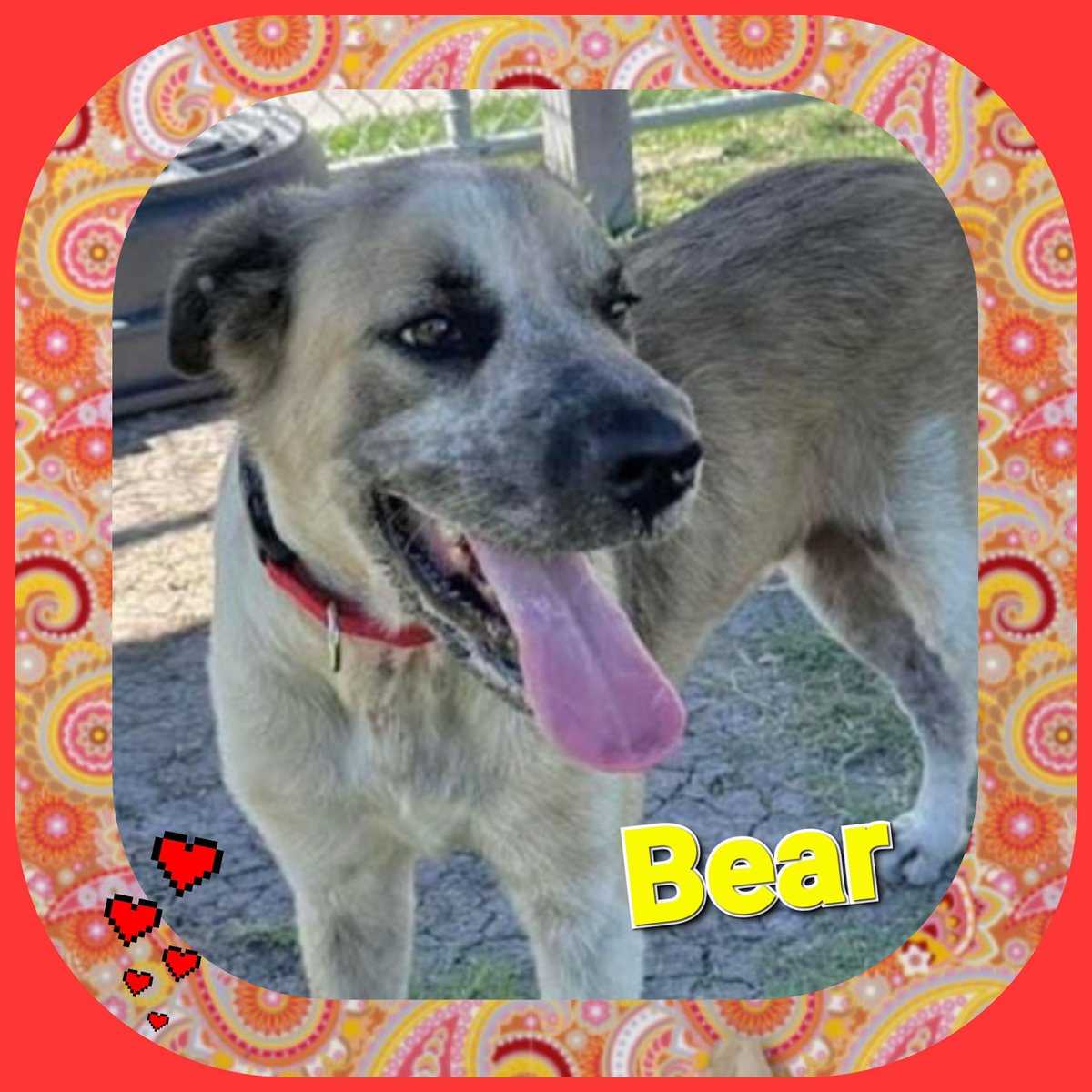 rothfarms's tweet photo. ⏰🐕 BEAR #A358925 quiet Lab Retr mix age 5 Dumped, unloved, lonely, scared😭waiting DEATH 9/21 cuz he's scared of 🐕 BUT he's PEOPLE FRIENDLY
OUT of TIME⏰
Please PLEDGE💰 for RESQ ⛑️
CORPUS CHRISTI ANIMAL CARE to FOSTER/ADOPT 📧 ccacsrescues@cctexas.com 📞 361-826-4630 https://t.co/PQuPcf0xOQ
