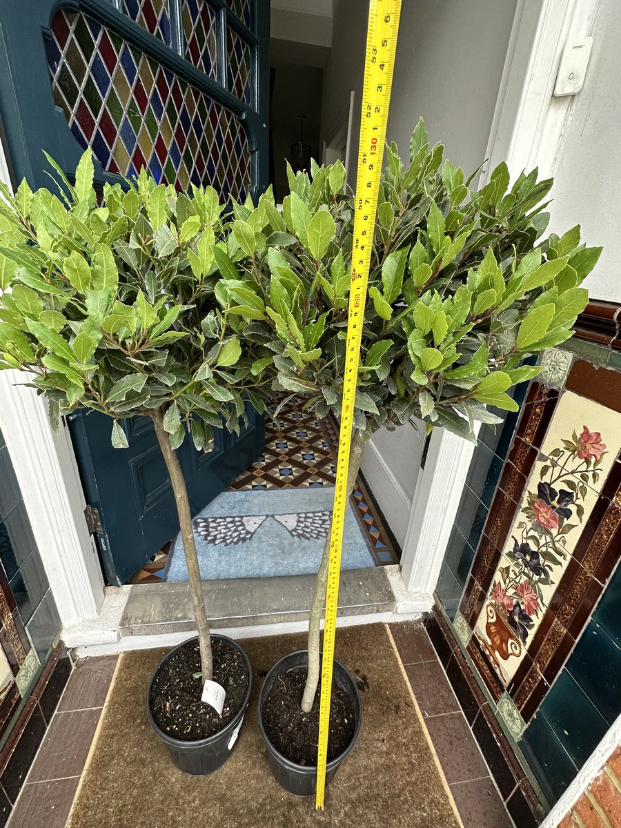 Isabella tweet media