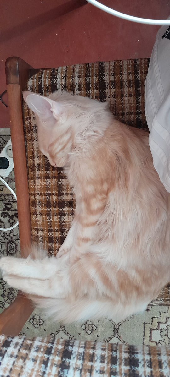 кошка в ленту по средине школьной недели то что нужно