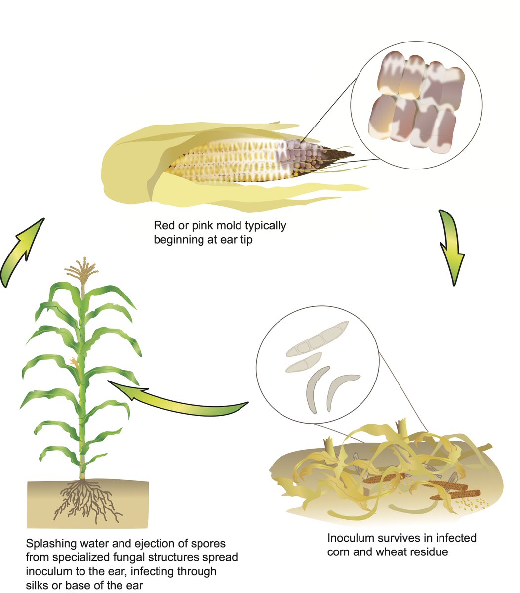 Got mold in your ears? Extension has a resource for #corn ear rots at cropprotectionnetwork.org/publications/a… @baldpathologist @travisfaske @txextension @tjcksn @dsmuelle @AlbertTenuta @cropdoc08 @MartinChilvers1 @NDSUcerealpath @KSU_CropDoc @TNplantDR @UMNExt @VACoopExt @CUESNews