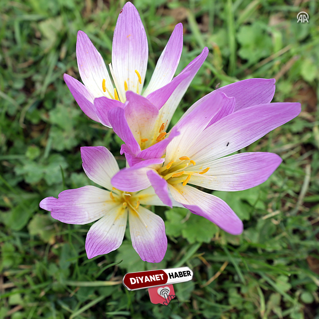 diyanethbr's tweet photo. #Vargit çiçekleri #Karadeniz yaylalarını süslemeye başladı
Karadeniz yaylalarında yemyeşil çayırlar, yayladan köye dönüş zamanının habercisi vargit çiçekleriyle süslenmeye başladı.
#DiyanetHaber https://t.co/GOmNz4jqZp