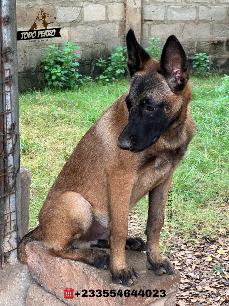 malinois_gh's tweet photo. Are you looking for a good dog for security and guard purposes?
Then look no further. Pick your phones and call/whatsapp TodoPerro Kennel now on +233554644023

📸
5months
Male
Belgian Malinois
Available for new home https://t.co/mgXZ5YzfXe