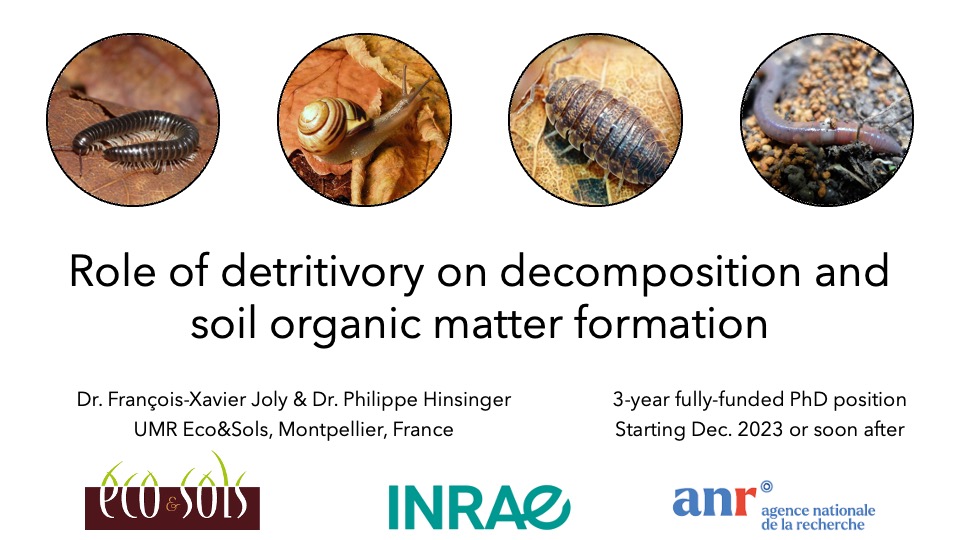 📢 Fully-funded PhD position within the Eco&Sols research unit in Montpellier, France: Role of detritivory on litter decomposition and soil organic matter formation 📄Full description --> rb.gy/zrhhq Get in touch to apply or share in your network!