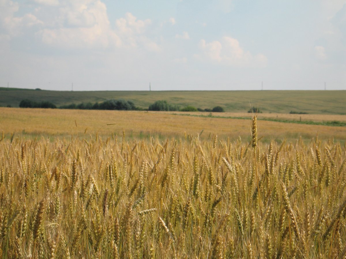 We have a grower that has 450K tonnes of Wheat available. (Harvesting currently)
If you have an interest please email wheat@ecostim.org and we'll get back to you as soon as we can.
