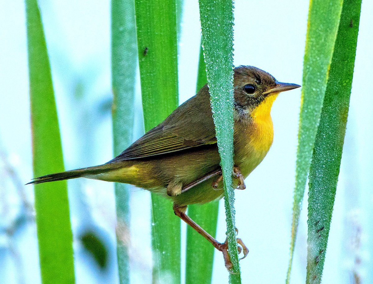 GooseGirl26's tweet photo. A common yellowthroat hanging onto some grass! #Bird #Nature #Outdoors #AnimalWildlife #Perching #commonyellowthroat #wildlifephotography #virginiawildlife https://t.co/rKeDvcck3X
