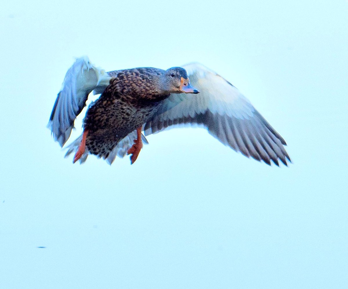 GooseGirl26's tweet photo. A mallard coming in for a watery landing! #Flying #SpreadWings #Nature #Outdoors #AnimalWildlife #bird #duck #mallard #mallardduck #virginiawildlife #wildlifephotography https://t.co/B5eKrcnHgv