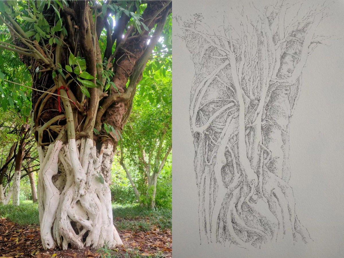 kaijunart's tweet photo. Day 3⃣
#sketch #sketches #drawing #drawings #art #painting #tree #kaijunart #yunnan #chineseart #treesketch #root #rootsketch #sketchbook https://t.co/fCu8k6UqMM