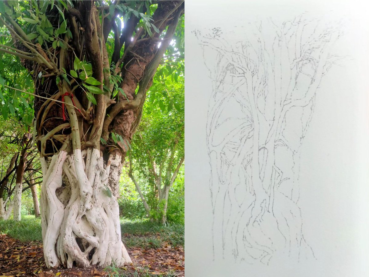 kaijunart's tweet photo. Step by step, I draw this tree by pen.
Day 1⃣
#sketch #sketches #drawing #drawings #art #painting #tree #kaijunart #yunnan #chineseart #treesketch #root #rootsketch #sketchbook https://t.co/zcg5eHNd0d