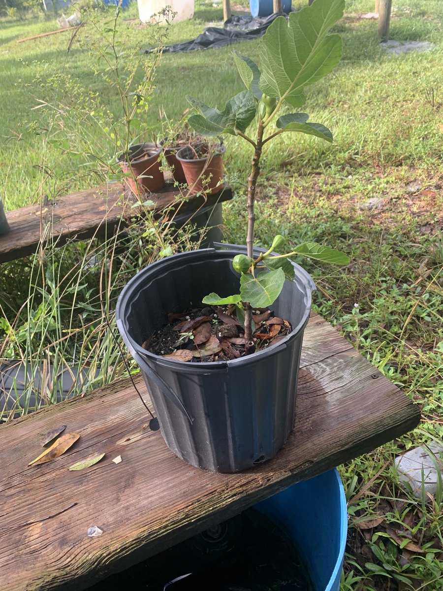 1Organics's tweet photo. Our a little purple fruiting fig! https://t.co/8y1gTt5VgM