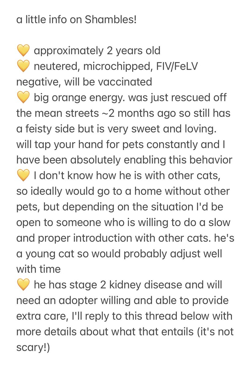 🚨 Bay Area, CA!
Shambles is ready to start accepting adoption inquiries 🥹

he is a special cat and needs a special person. whoever adopts him will be so lucky! here is some brief info about Shamby:
