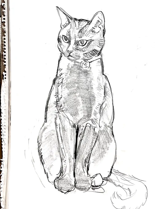 ツヤツヤの黒猫 