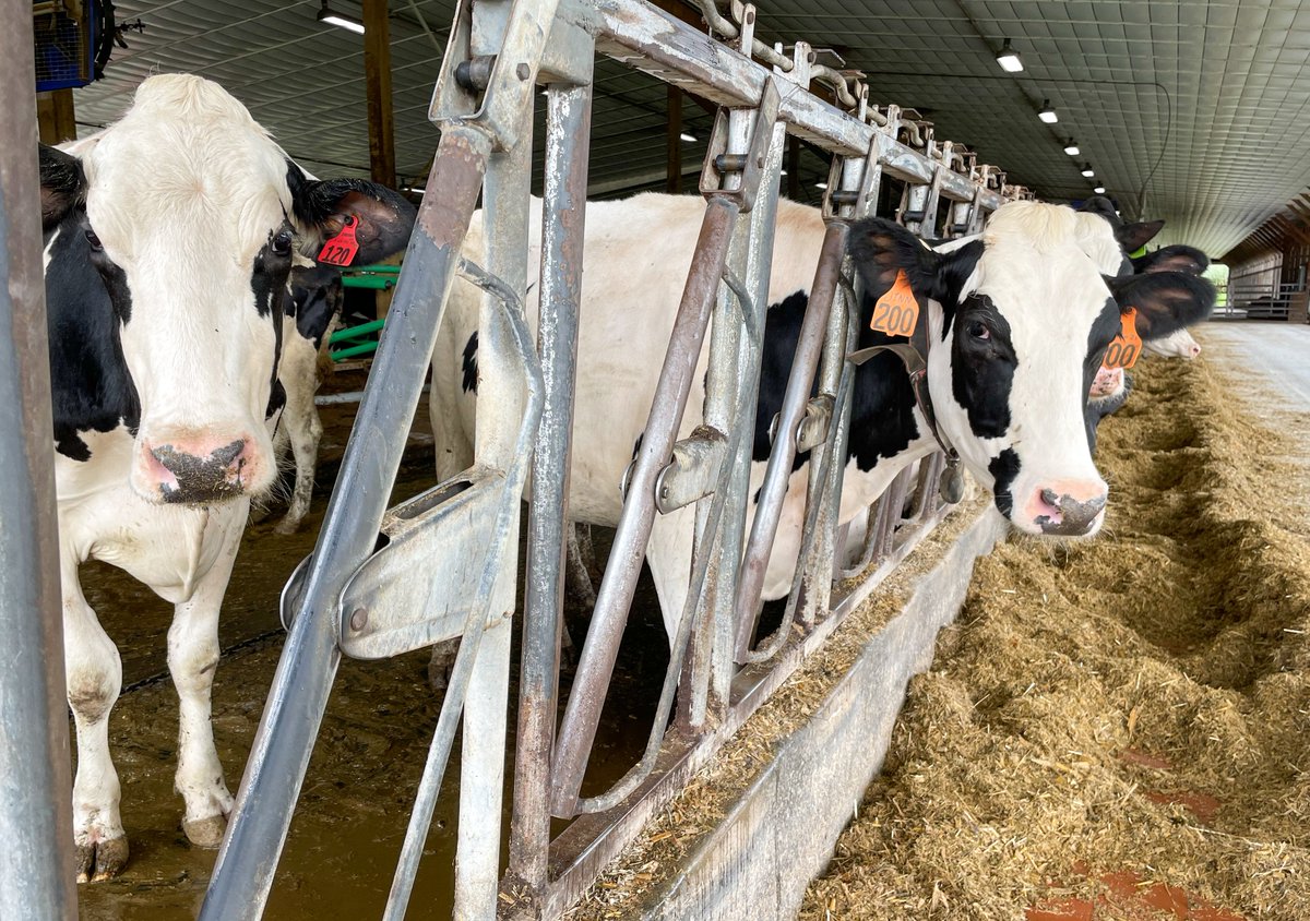 RD_NewJersey's tweet photo. 'Forming waste into value, one pot at a time.'

The Northeast communicators teamed up this week to highlight regional projects.

Several winding, Connecticut roads led us to Freund Farmer's Market, home of @CowPots - where Biodegradable products are made from composted cow manure https://t.co/LOxAV2rMI7