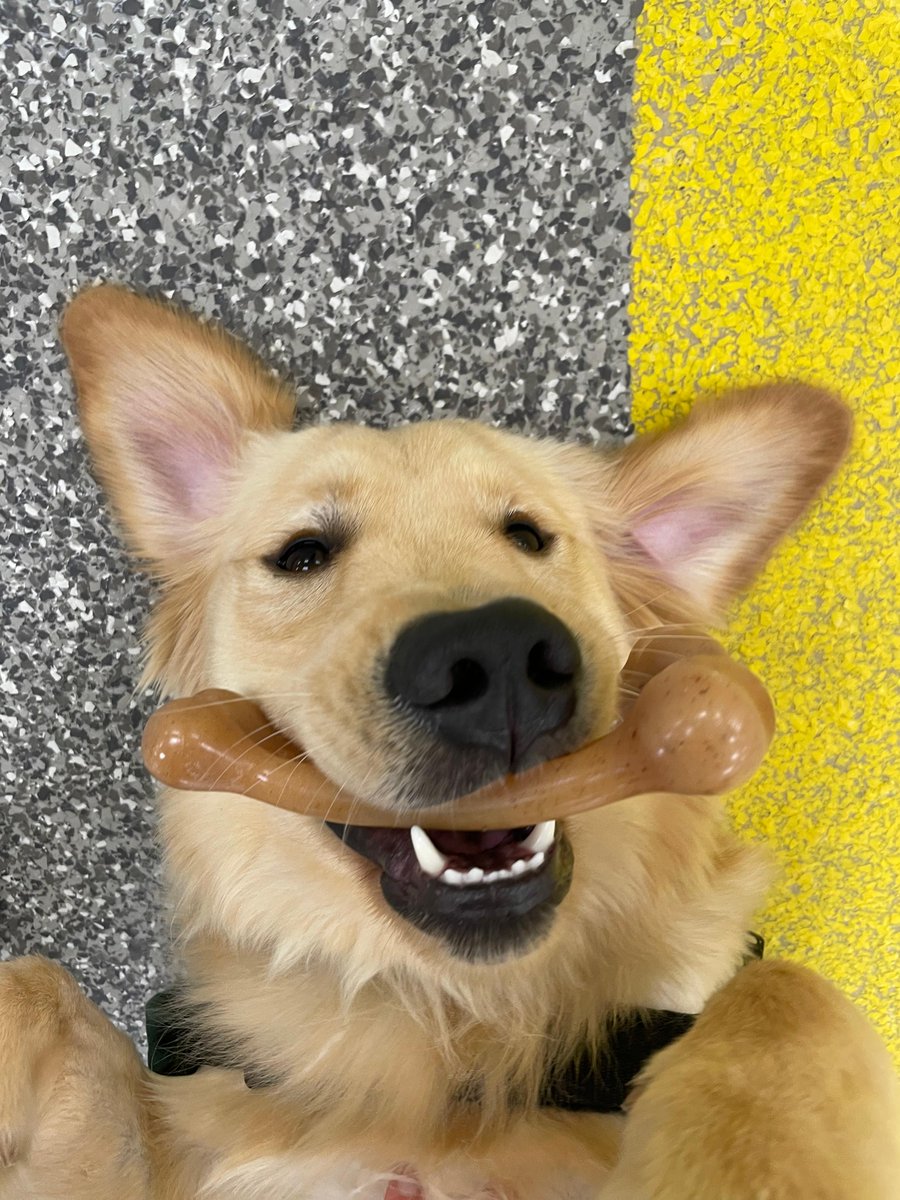 ECADServiceDogs's tweet photo. Thank you so much to @mybenebone for sending ECAD's #ServiceDogsInTraining the best bones around! #NationalServiceDogMonth #journeytoindependence #thankyou #sponsor #helpdogshelphumans #dogbones #doglove #tailsofaservicedog #unboxing #changinglives4pawsatatime #benebones https://t.co/kJtbMMor8W