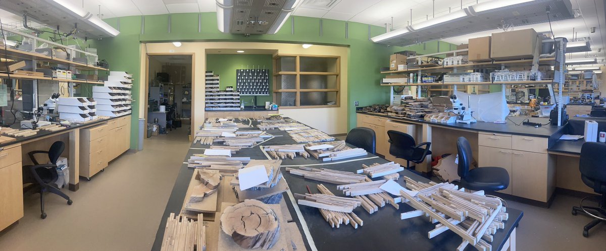 L_tulipifera's tweet image. I may have said this before but while getting ready for my tree-ring class, I remember when I was hired and saw my lab space, I thought there was no way I could use it all. How naive I was.