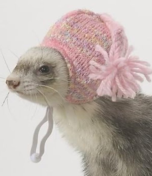 Doesn't Queen Camilla look gorgeous in Paris, today?  She reminds me a lot of my pet ferret (Ivor Knackeroff ) - he looks great in a hat too