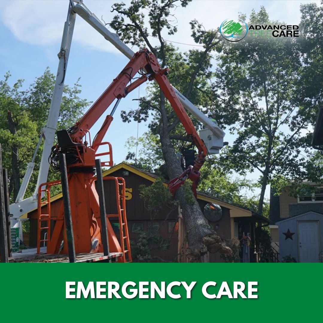 AdvancedTree1's tweet photo. Nature's surprises can't be scheduled; that's why our commitment to you is unwavering - 24/7.
Learn more here:
-
https://t.co/1qLy1boZOJ
-
#AdvancedTreeCare #TreeCare #TopTreeCare #TreeService #TreeRemovalService #Landscaping #Arborists #CertifiedArborists #ChicagoTreeRemoval https://t.co/AXUPqVlC9u