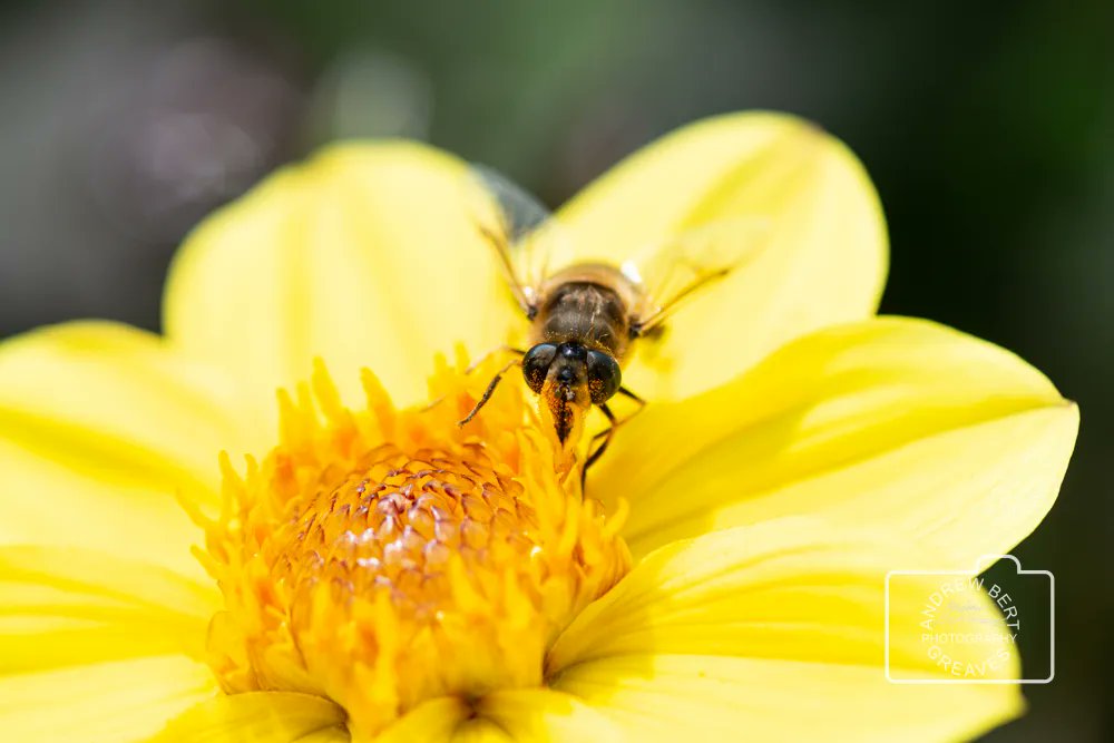 Hoverfly

#wildlifephotography #wildlife #wildlifewednesday #insects #naturephotography #Nature #insect #wiltshire #insectphotography #wildlifephotography #cupoty #macrophotography #macro #nikon #naturalworld #closeupphotography #closeup #visualart #wiltshirephotographer