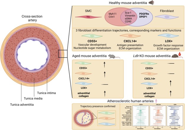 CVR Tomasz Guzik (@cvr_tomaszguzik) on Twitter photo Human and murine fibroblast single-cell #transcriptomics reveal #fibroblast clusters are differentially affected by #ageing and serum cholesterol
Discover more 👉academic.oup.com/cardiovascres/…
<a href="/escardio/">European Society of Cardiology</a> <a href="/ESC_Journals/">European Society of Cardiology Journals</a> #scRNAseq #atherosclerosis #CardiovascularResearch Human and murine fibroblast single-cell #transcriptomics reveal #fibroblast clusters are differentially affected by #ageing and serum cholesterol
Discover more 👉academic.oup.com/cardiovascres/…
<a href="/escardio/">European Society of Cardiology</a> <a href="/ESC_Journals/">European Society of Cardiology Journals</a> #scRNAseq #atherosclerosis #CardiovascularResearch