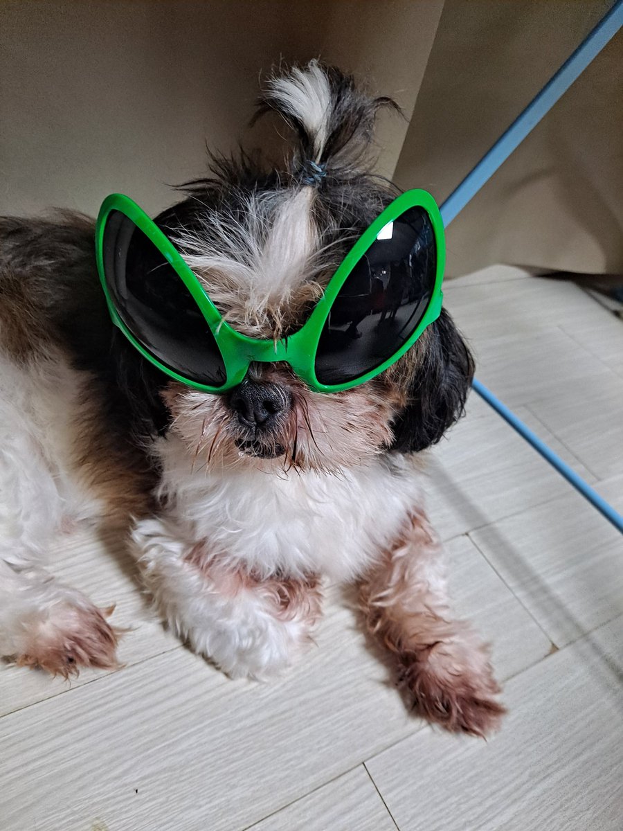 Misa_Home's tweet photo. 외계인 썬글라스 넘 웃기고 귀여움 ㅋㅋㅋㅋㅋㄹ https://t.co/eFQpJ3Fb4T