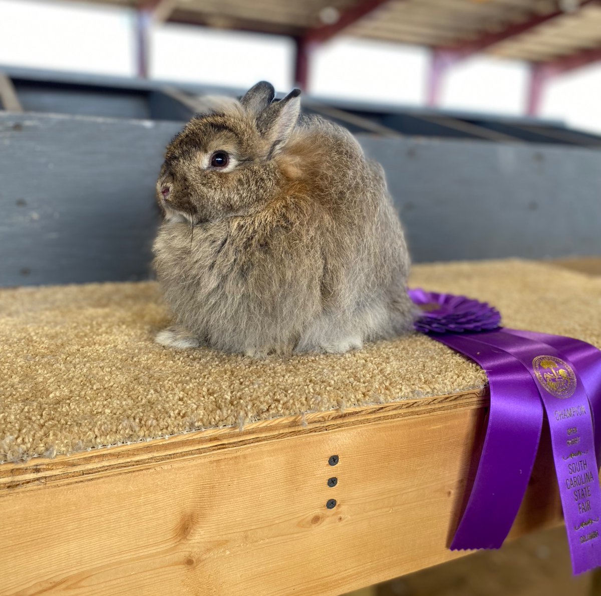 Judging for the 2023 #SCStateFair competitive exhibits began on Saturday with our rabbit show 🐰 Congratulations are in order for Deidre Edder of Salley, SC, and her champion bunny!