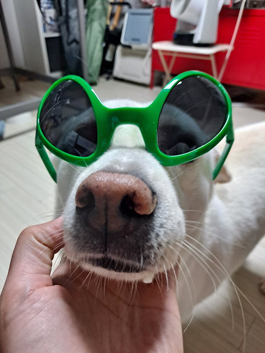 Misa_Home's tweet photo. 외계인 썬글라스 넘 웃기고 귀여움 ㅋㅋㅋㅋㅋㄹ https://t.co/eFQpJ3Fb4T