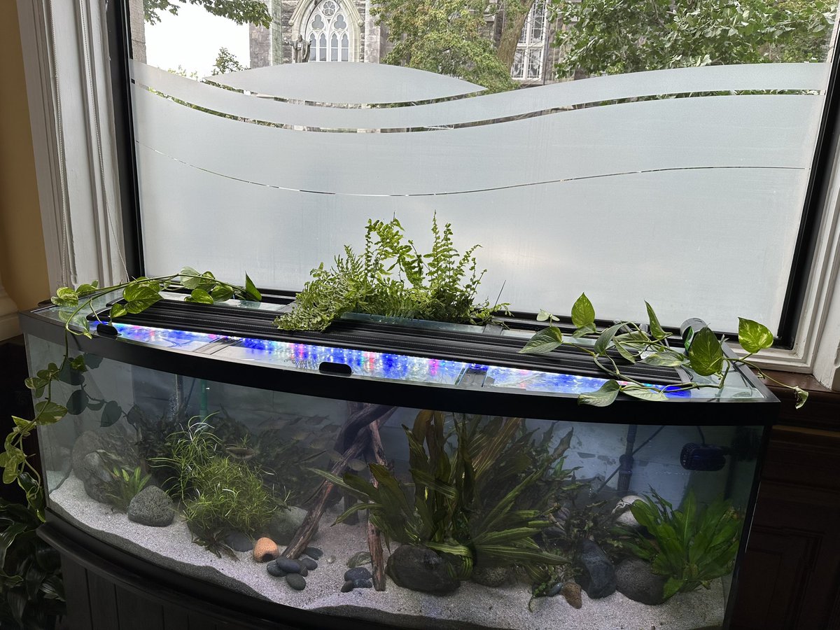 Le retour des plantes en symbiose avec l’aquarium mis en place par notre préposé. Fougères et pothos golden.