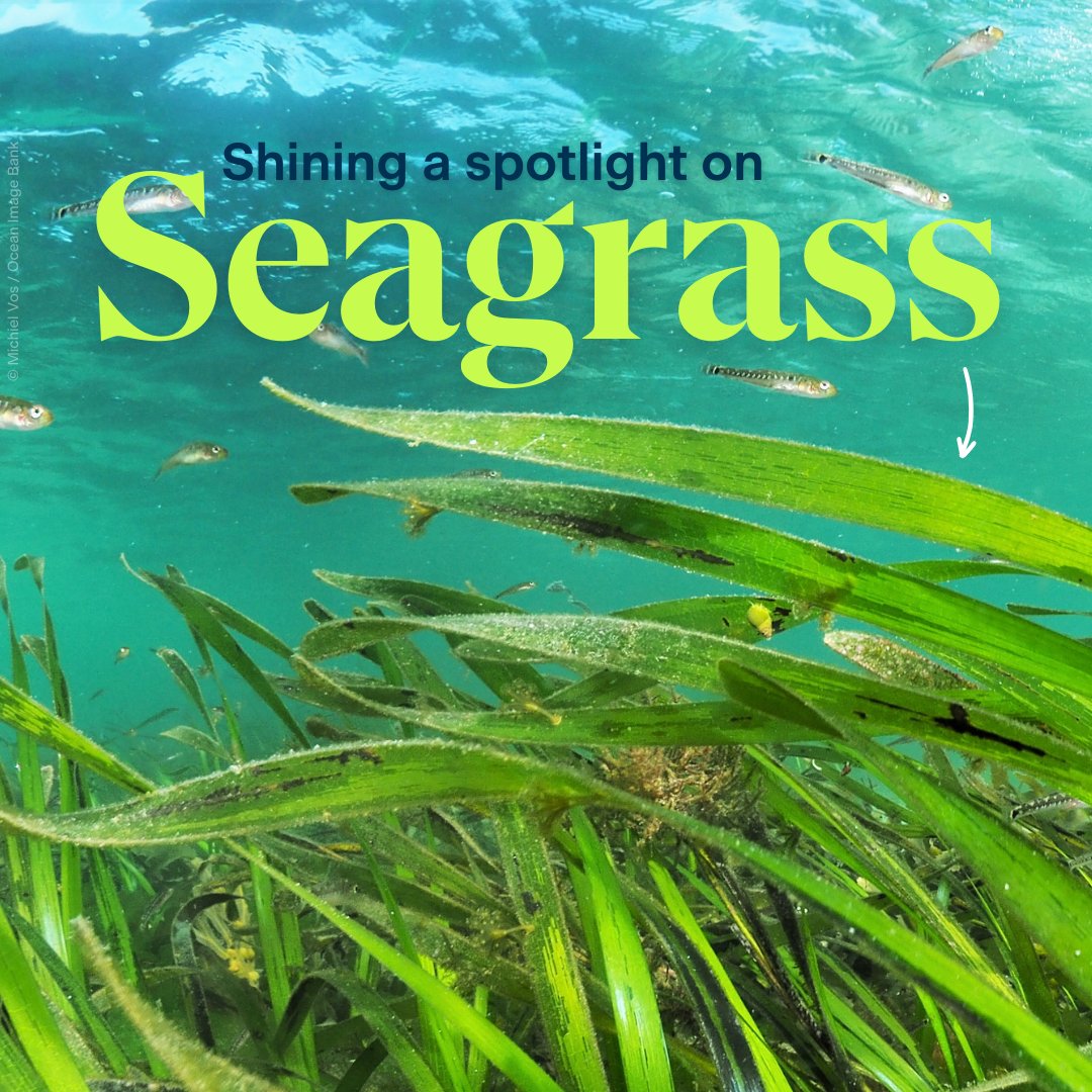 FaunaFloraInt's tweet photo. Seagrass has been hailed as a blue carbon hero, and is key to a healthy ocean. Far from being merely part of the scenery, seagrass plays several pivotal roles on our planet. ⬇ https://t.co/mXhkegO0ra