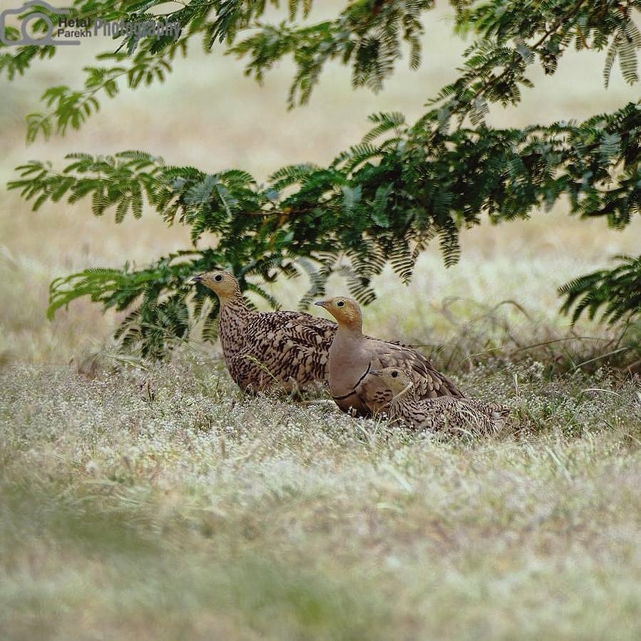 Chestnut-bellied Sandgrouse family Pterocles exustus #BBCWildlifePOTD #bird #birding #birdphotography #BirdsOfTwitter #BirdsPhotography #BirdsSeenIn2023 #BirdTwitter #dailypic #NaturePhotograhpy #IndiAves #natgeoindia #NifFeature #nikon #SHUTDOWN #ThePhotoHour