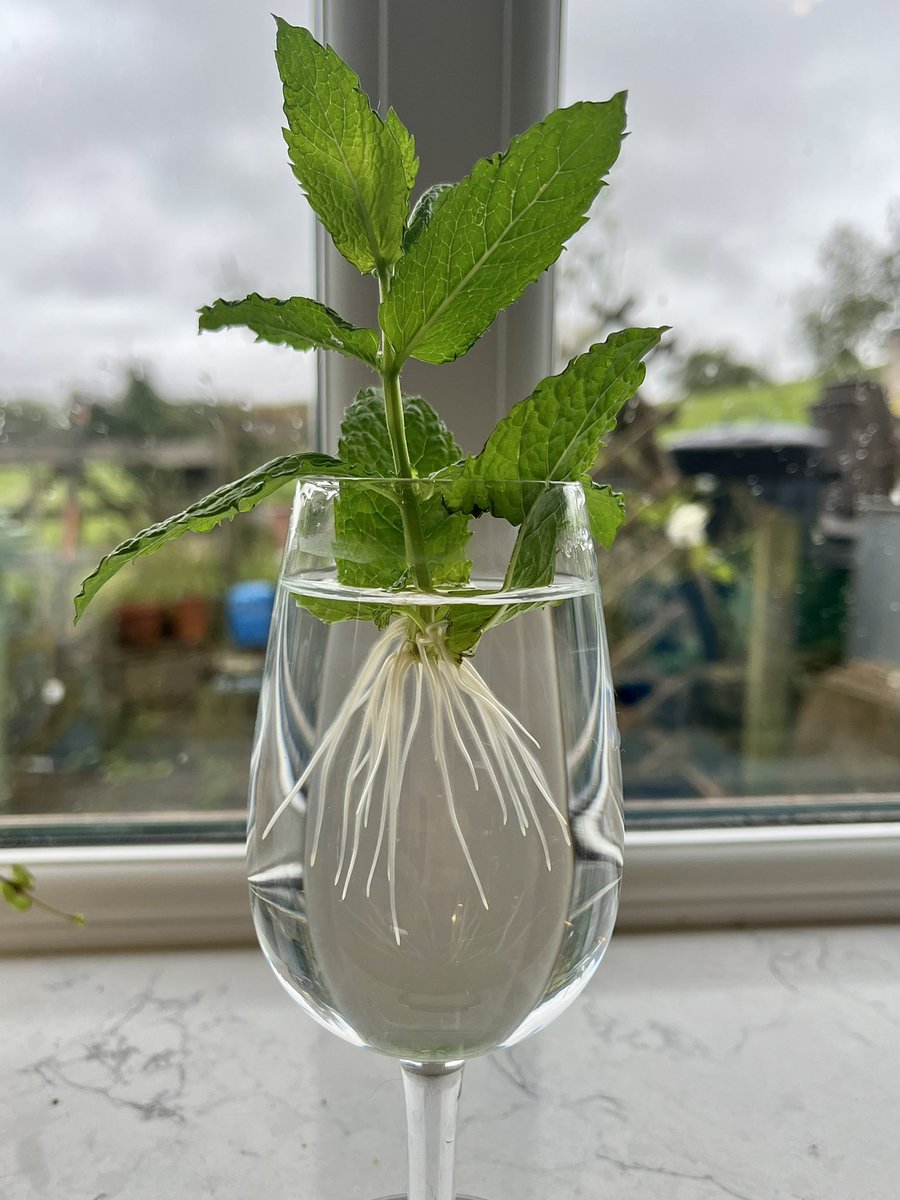 A little sprig of mint became unattached from the plant. I could have put it in the compost (or made tea!) but look what happens when something that’s been damaged is nurtured and given a little time, water and sunlight. Those new roots will enable a whole new plant to grow…