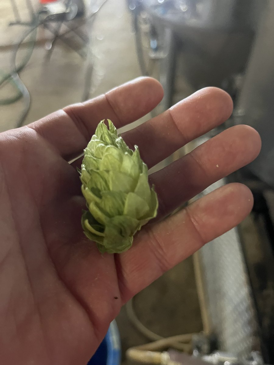 Lake Effect Brewing (@lakeeffect_llc) on Twitter photo Come have a beer with me tomorrow evening at <a href="/TemplestowePub/">Templestowe Pub</a>- we are having a tap takeover! Come have a beer with me tomorrow evening at <a href="/TemplestowePub/">Templestowe Pub</a>- we are having a tap takeover!