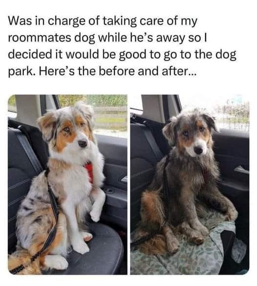 DogsPostingWs's tweet photo. https://t.co/cPg8RhTO1K
