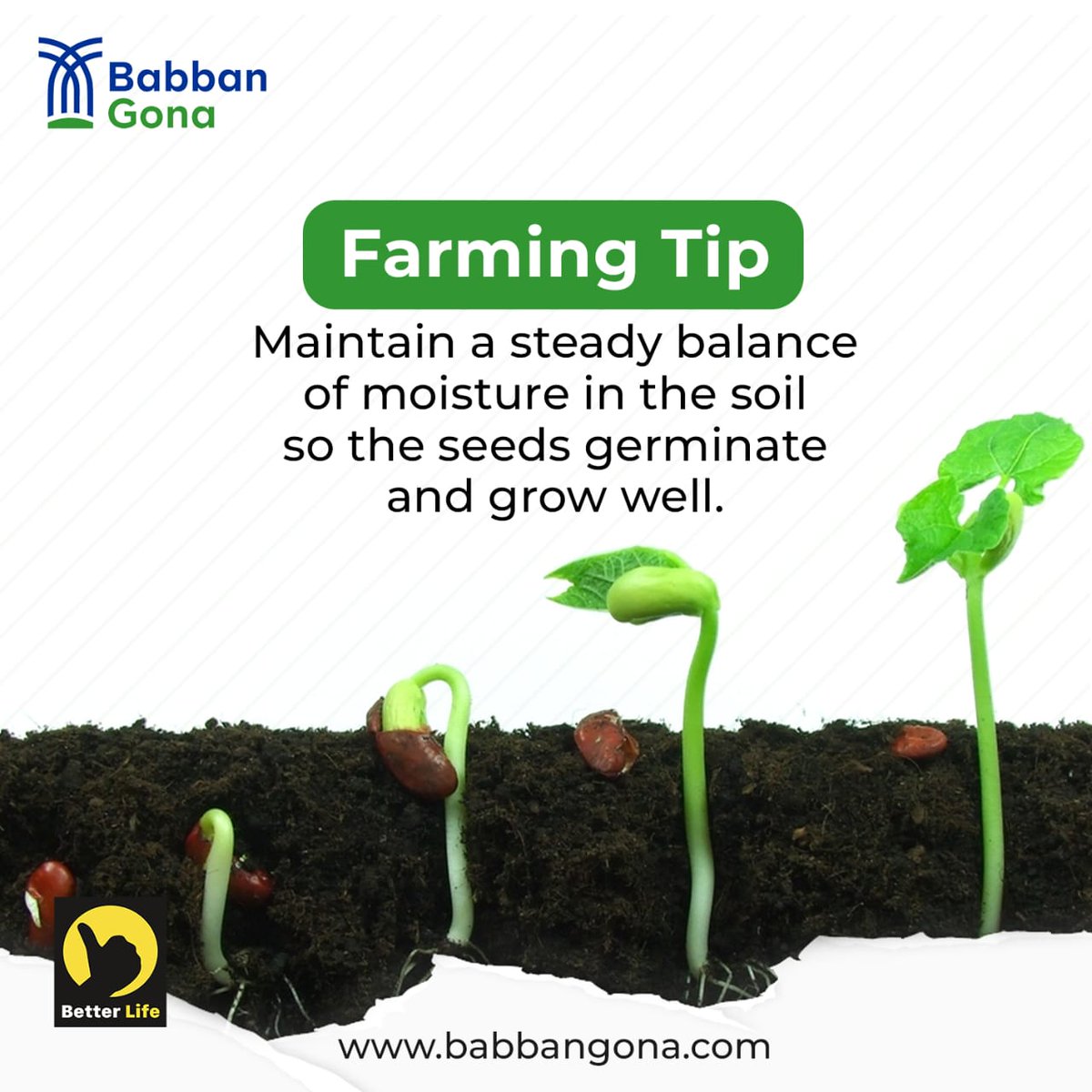 BabbanGona's tweet photo. A little moisture goes a long way! With the right care, your seeds will sprout and grow into healthy plants.🌾

#FarmingTip
#WaterWisely
#BabbanGona
#BetterLife https://t.co/gkZ6ZSVjHn