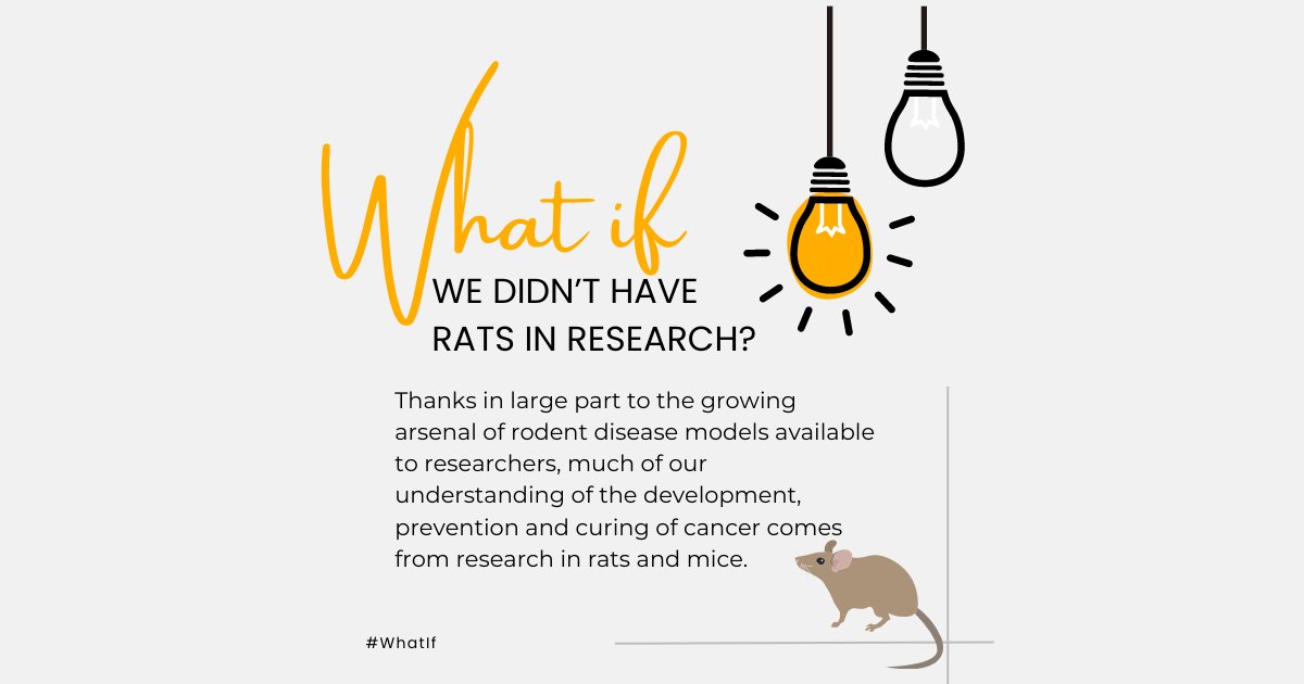 PSBR SPARC Science (@psbrsparc) on Twitter photo #WhatIf we didn’t have rats in research? 
#MedicalResearch saves lives! #WhatIf we didn’t have rats in research? 
#MedicalResearch saves lives!
