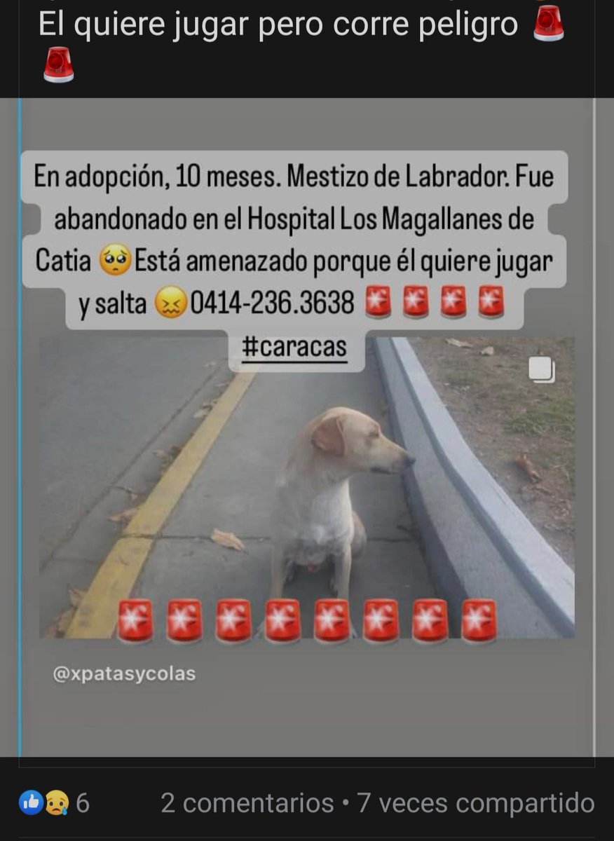 PerroUsuario tweet picture