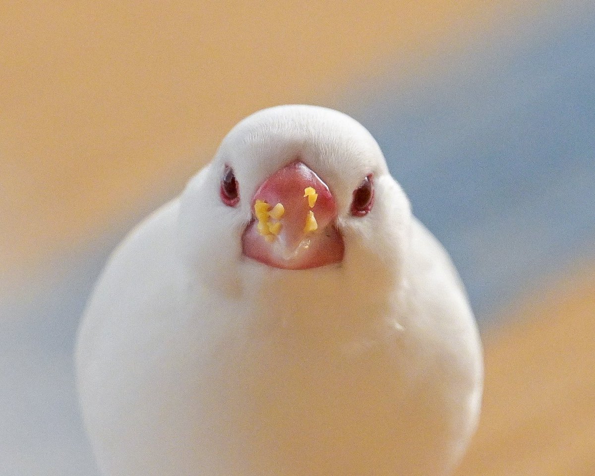 とうもろこし後の文鳥